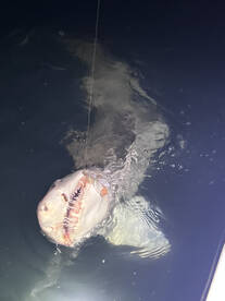 Bishopville Report Photo 1