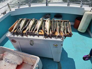 Solomons Report Photo 1