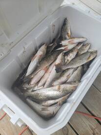 Lafitte Report Photo 1