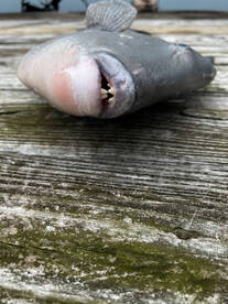 Murrells Inlet Report Photo 2