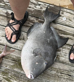 Murrells Inlet Report Photo 1