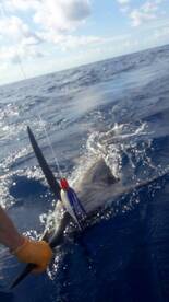 Quepos Report Photo 1