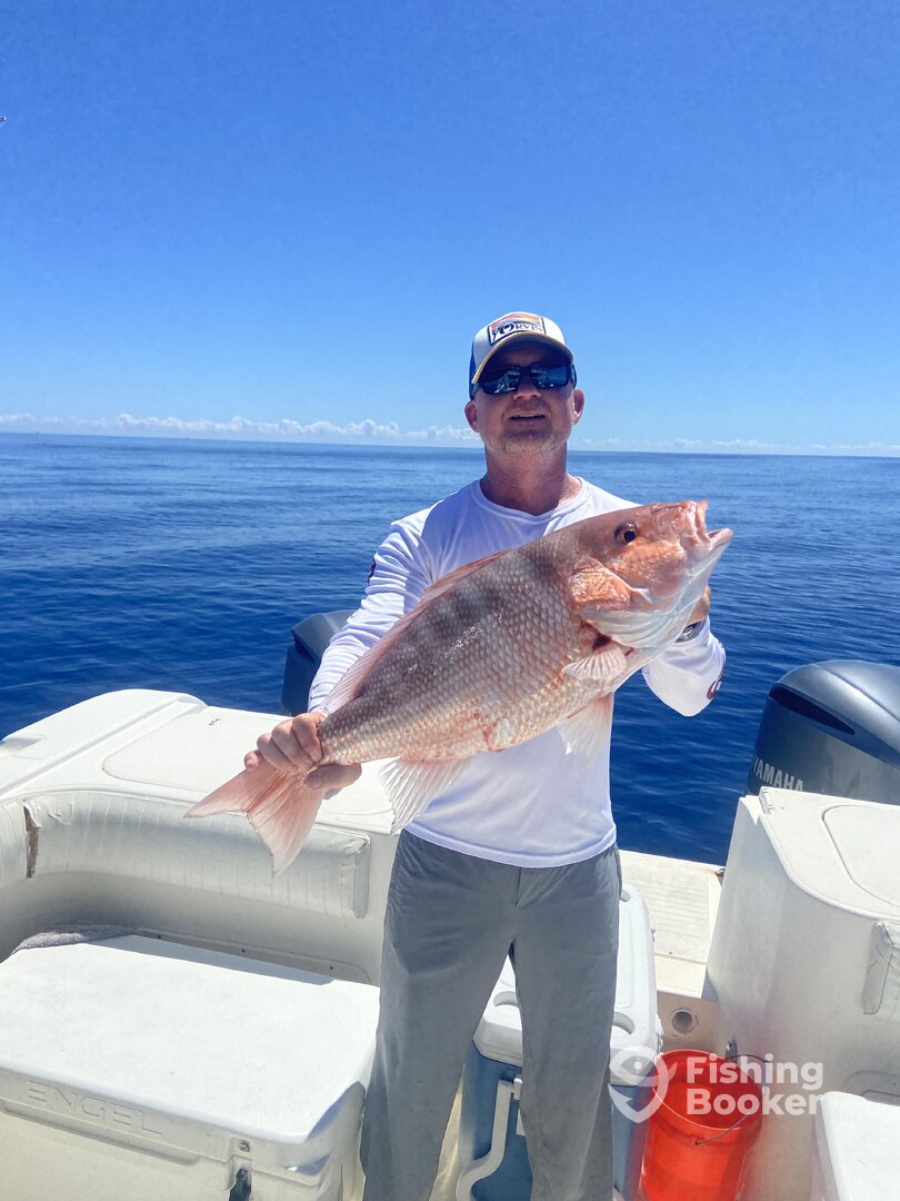 chunky american red snapper!