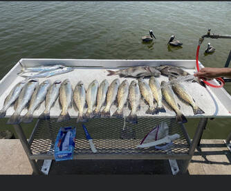 Galveston Report Photo 2