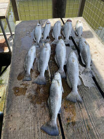 Galveston Report Photo 1