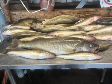 This familys first time walleye fishing.
