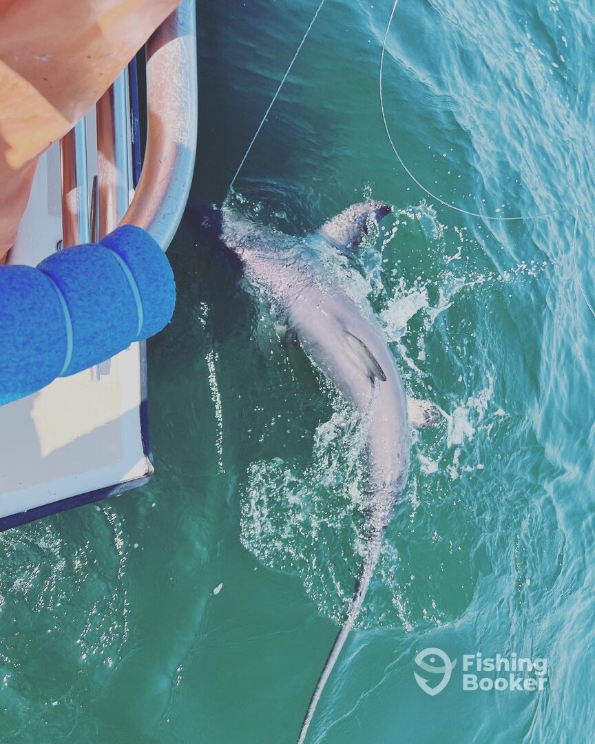 Montauk Report Photo 0