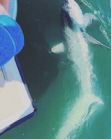 Montauk Report Photo 1
