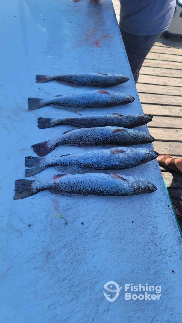 South Padre Island Report Photo 0