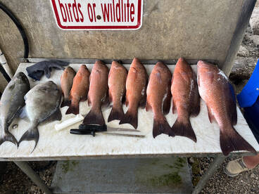 Palm Coast Report Photo 2