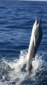 Islamorada Report Photo 1