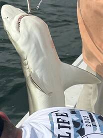 Mastering the Art of Inshore Fishing: Un