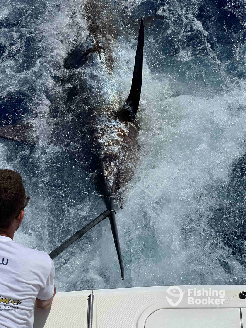Blue Marlin 750lb