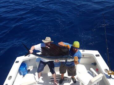 Sailfish on the reef