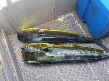 Sigatoka Report Photo 2