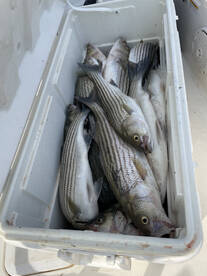 The Striper are Biting!!!