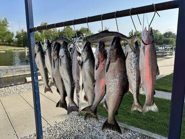 EXCEPTIONAL KING BITE