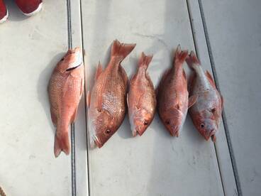 Freeport Report Photo 1