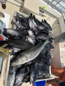 Montauk Report Photo 2