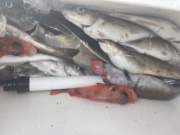 Amazing day in the FOG !!