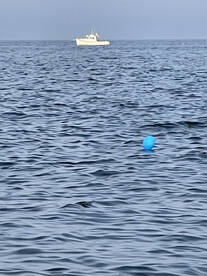 Tuna and Bottom fishing