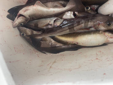 Gloucester Report Photo 2