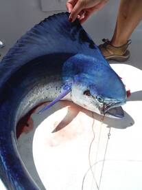 Quepos Report Photo 1