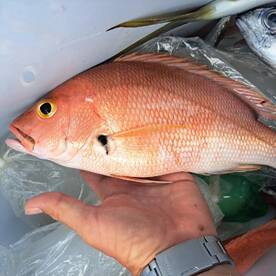 Roatan Report Photo 2