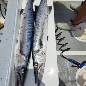 Roatan Report Photo 1