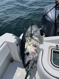 Chatham Report Photo 1