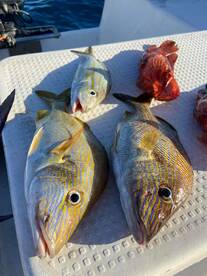 San Miguel De Cozumel Report Photo 1