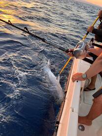 Aydın Report Photo 4