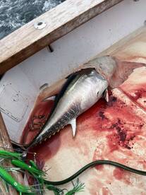 South Kingstown Report Photo 1