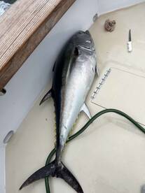 South Kingstown Report Photo 2
