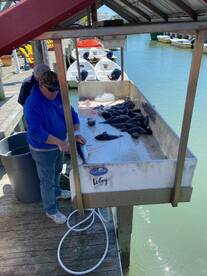 Ocean City Report Photo 1