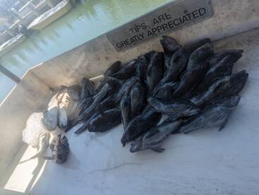 Ocean City Report Photo 2