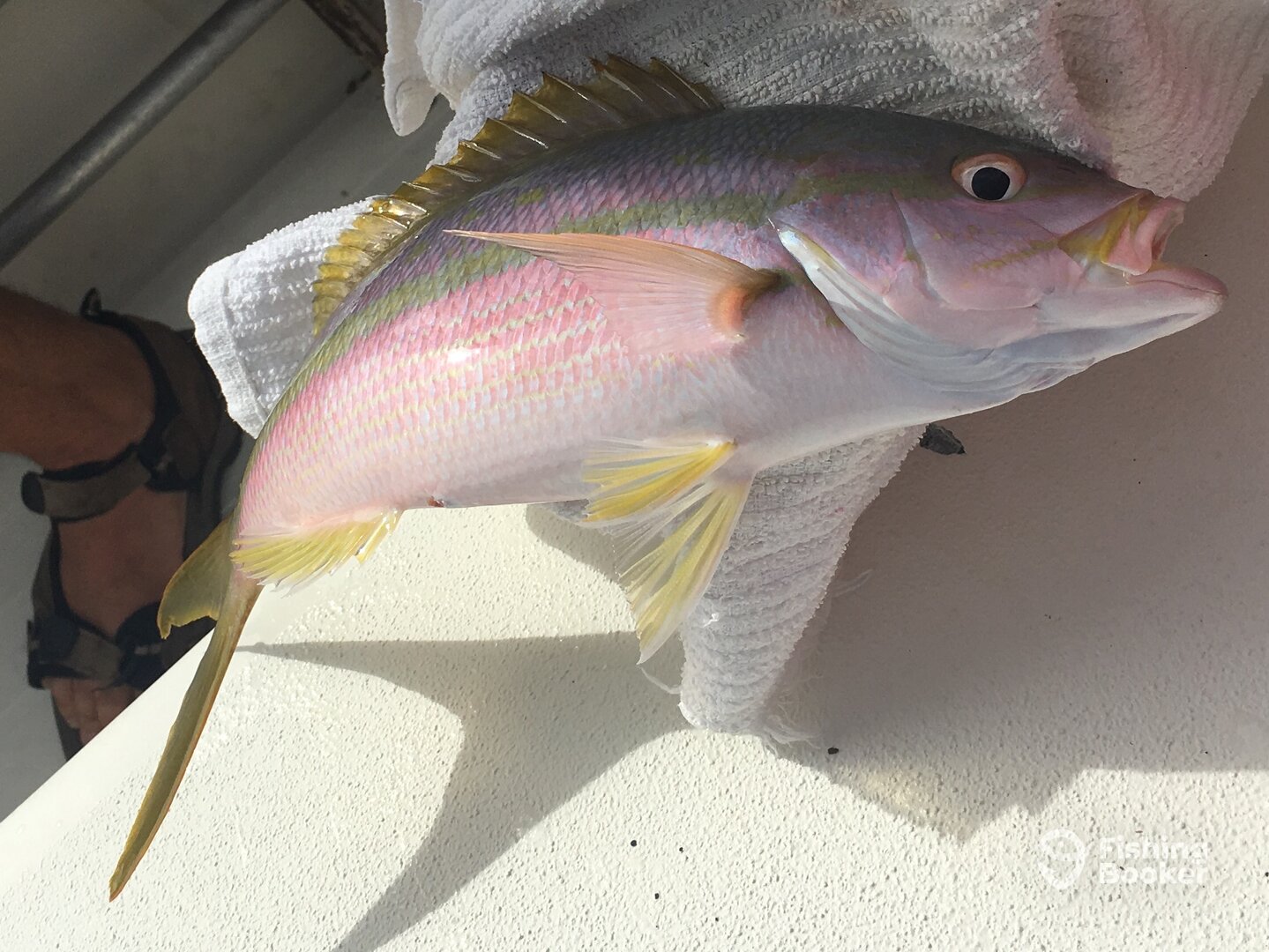 Yellowtail Snapper where all a great size to keep.