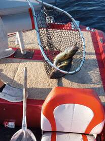Little bass action in the mornings 