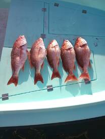 Destin Report Photo 2