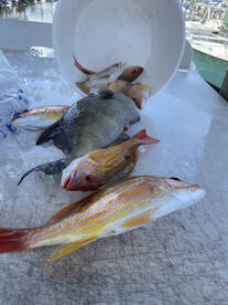 Port Orange Report Photo 2