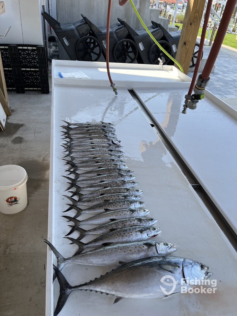 Orange Beach Report Photo 0