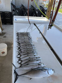 Spanish mackeral