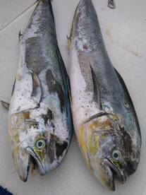 Le Morne Report Photo 2