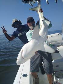 Red snapper, redfish, Cobia, sharks