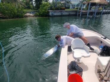 Late July Tarpon action in Islamorada