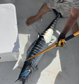 Haleiwa Report Photo 1