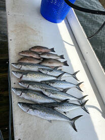 Orange Beach Report Photo 2