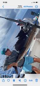 Holy cow! Sailfish in July!!