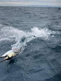 Half Day fishing - Sailfish & Mahi