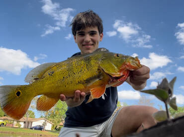 peacock Fishing is hot